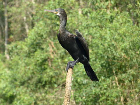 Image of Indian Cormorant