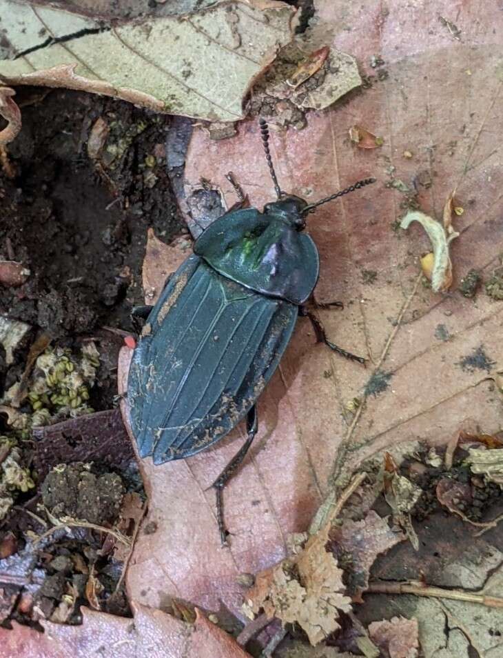 Necrophila (Eusilpha) japonica (Motschulsky 1861) resmi