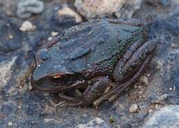 Image of Peru marsupial frog
