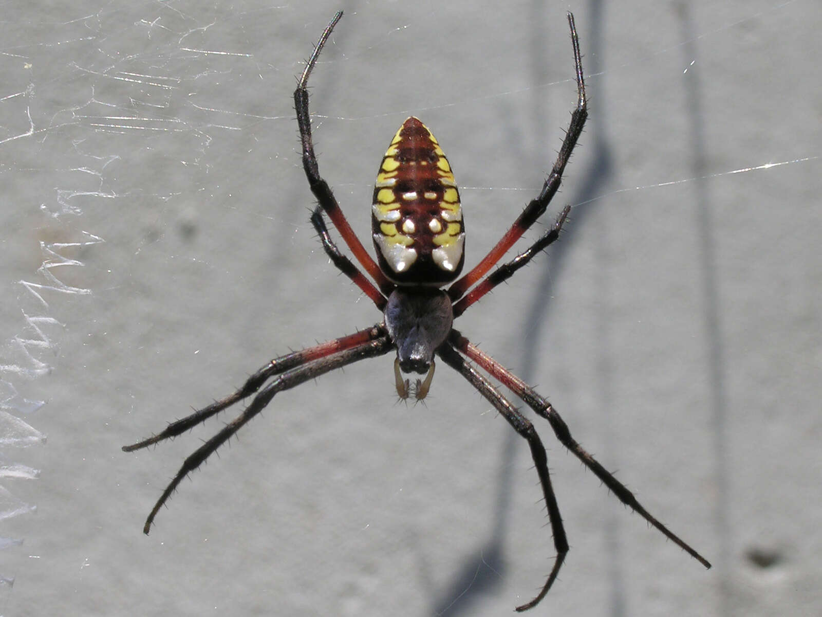 Image of Argiope