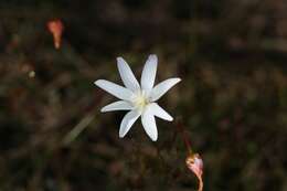 Image of Drosera heterophylla Lindl.