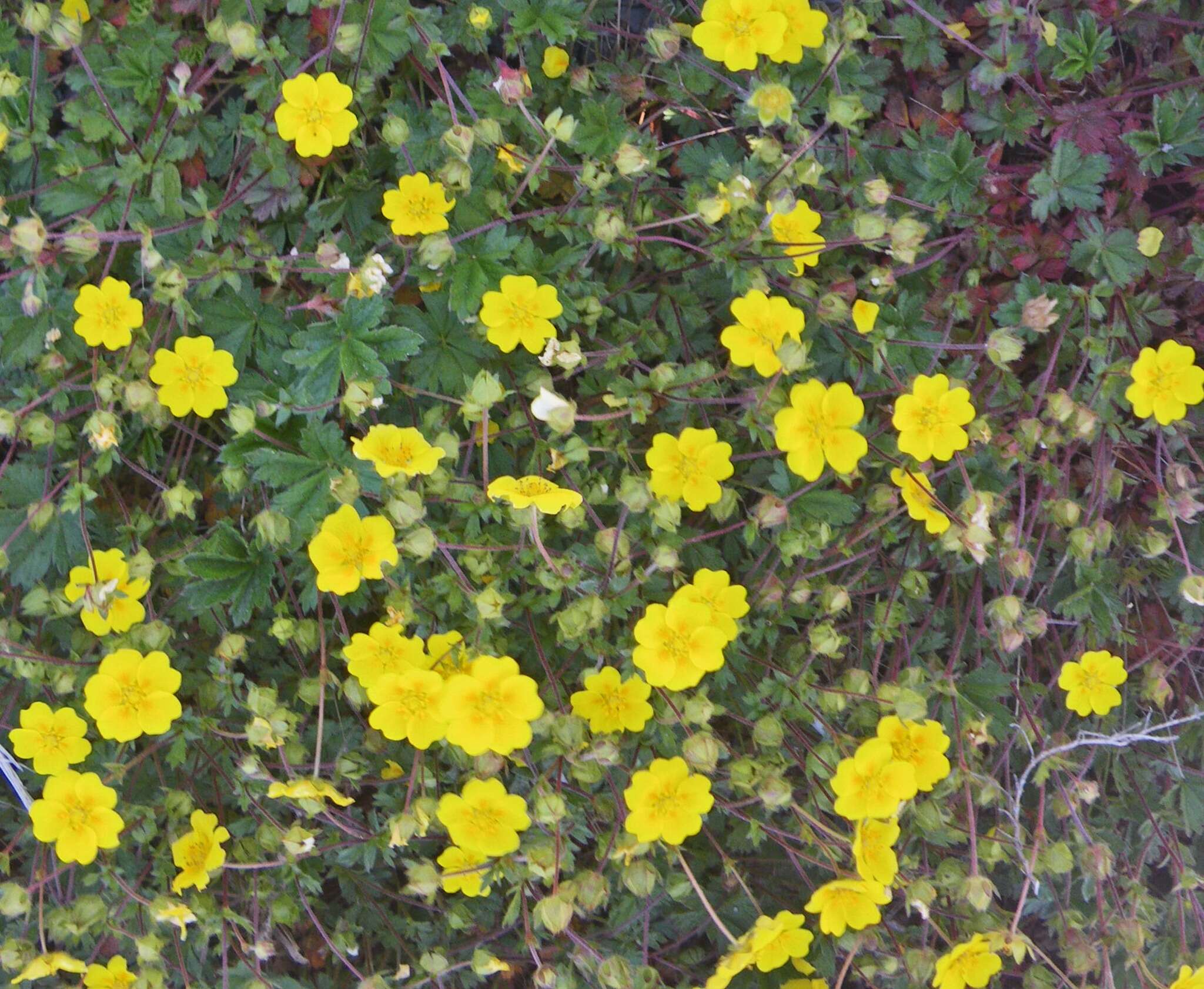 Слика од Potentilla crantzii (Crantz) Beck