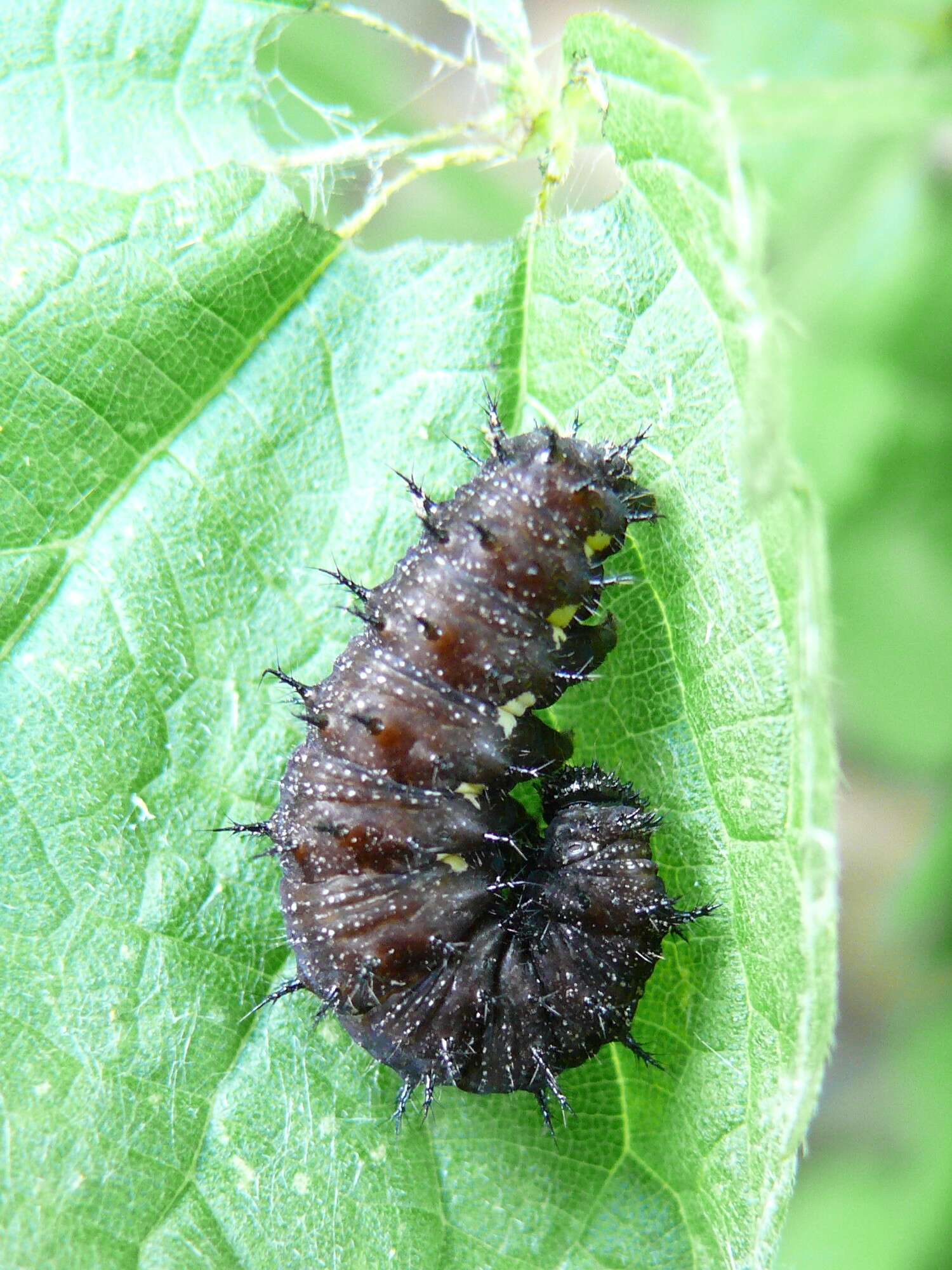 Image of Red Admiral