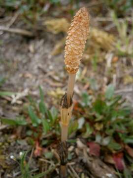 Image of field horsetail