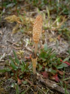 Image of field horsetail