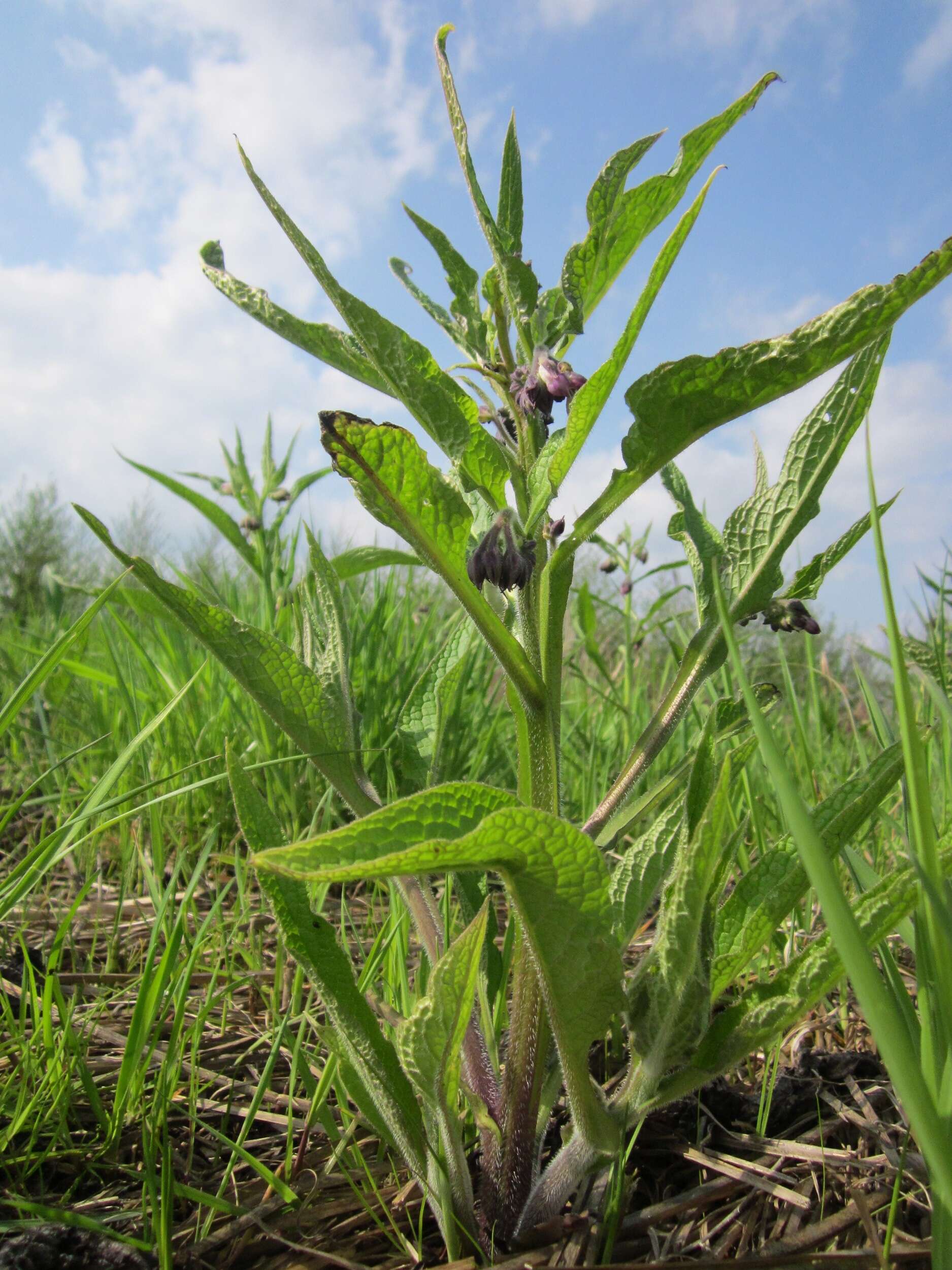 Image of boneset