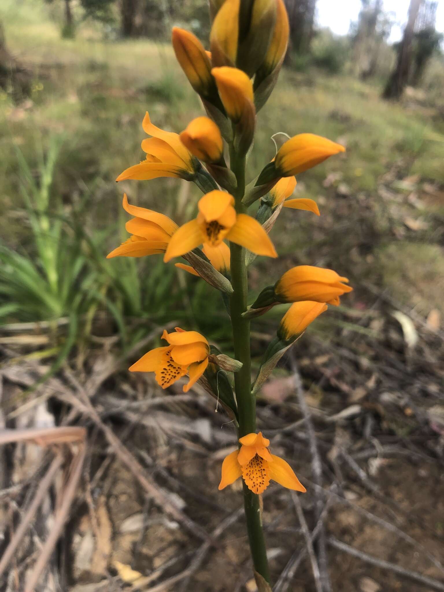 Image of Chloraea chrysantha Poepp.