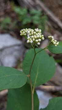 Sivun Spiraea betulifolia var. lucida (Dougl. ex Greene) C. L. Hitchc. kuva