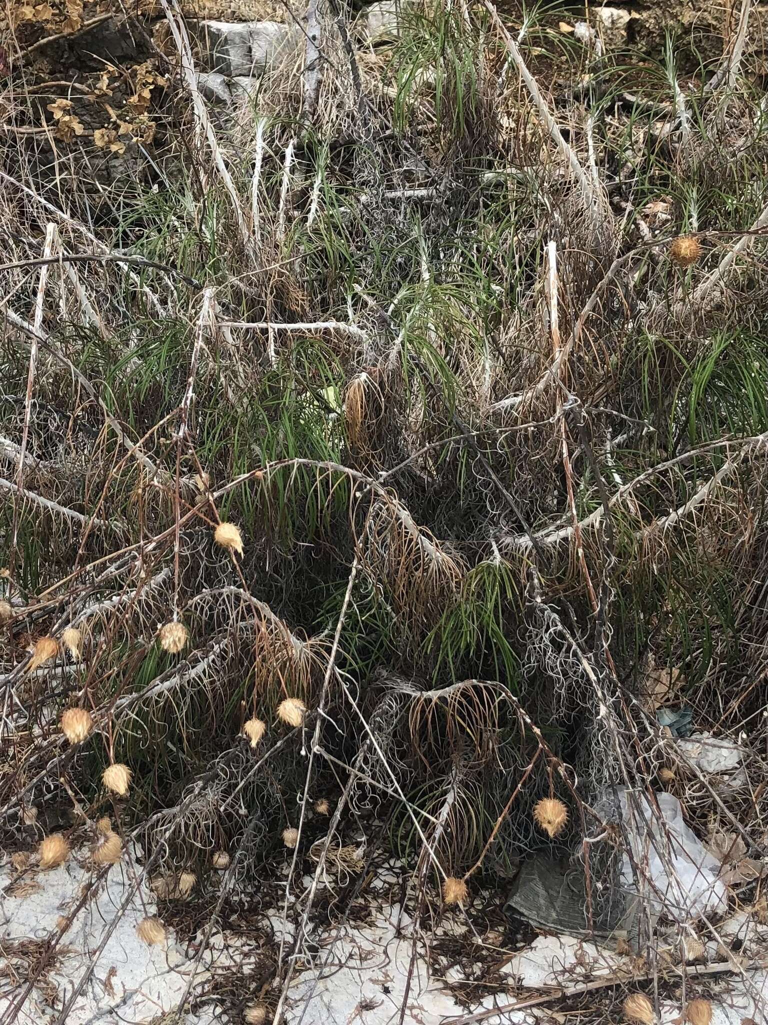 Image de Ptilostemon gnaphaloides (Cyr.) Soják