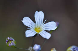 Слика од Gypsophila elegans M. Bieb.