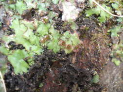 Marchantia foliacea Mitt. resmi