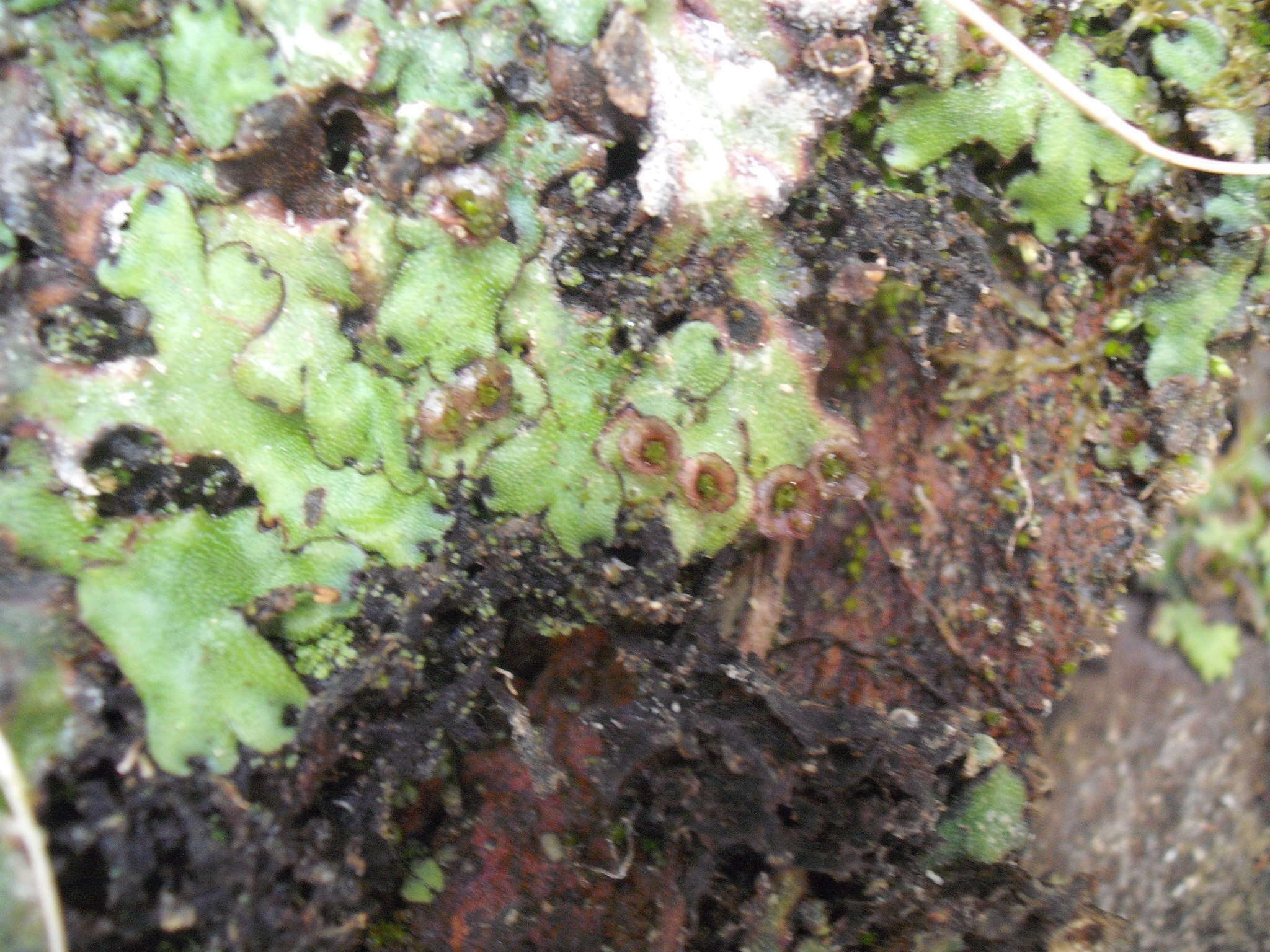 Marchantia foliacea Mitt. resmi