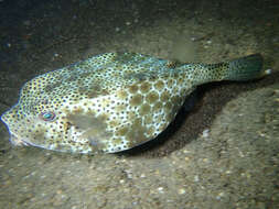 Image of Horn-nosed boxfish