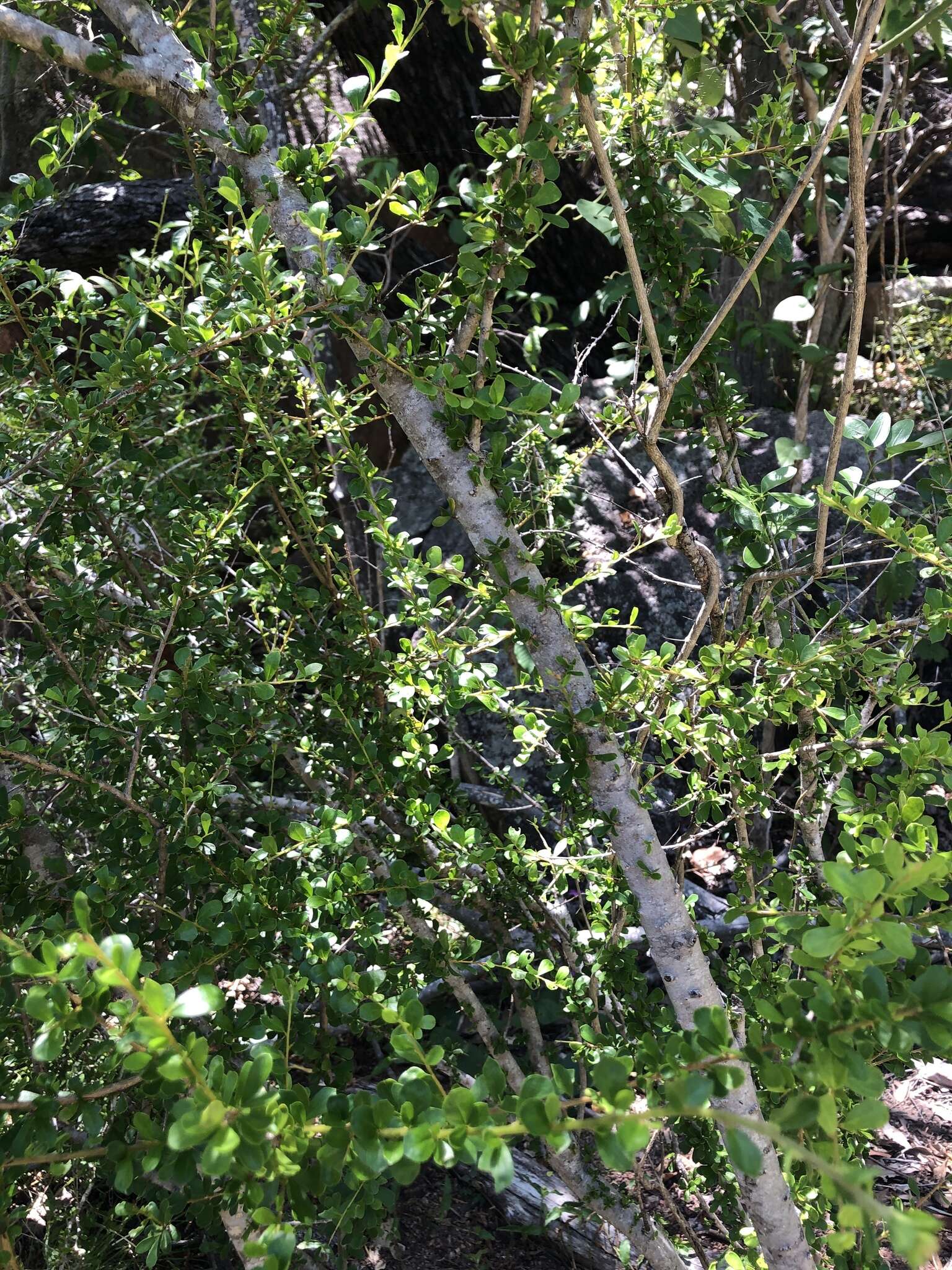 Image of Pittosporum spinescens (F. Müll.) L. W. Cayzer, M. D. Crisp & I. R. H. Telford