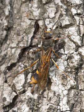 Image of Tremex fuscicornis (Fabricius 1787)