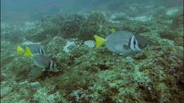 Image of Razor Surgeonfish