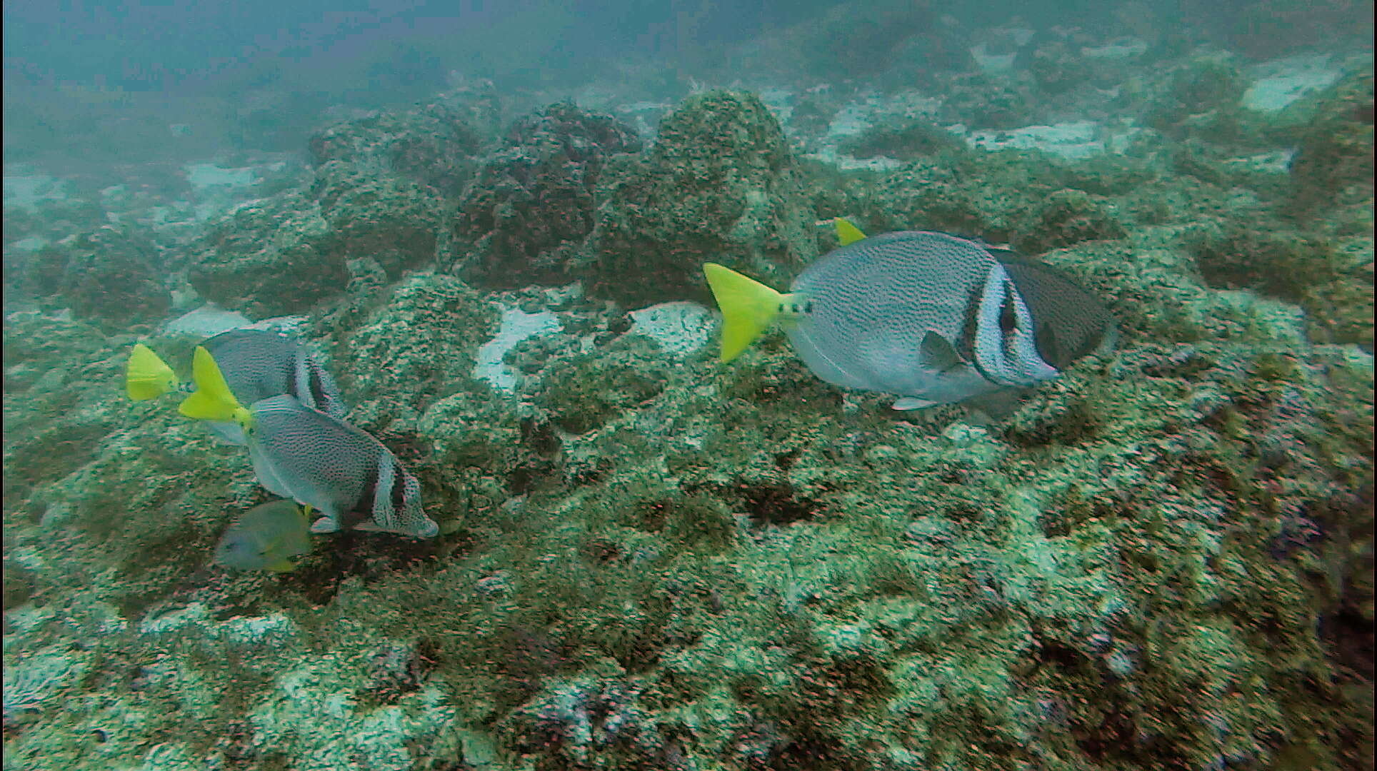 Image of Razor Surgeonfish