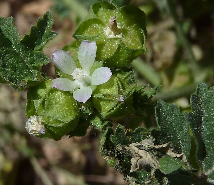 Image of Least Mallow