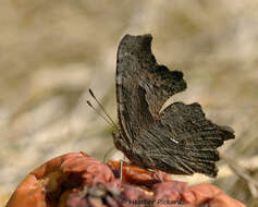 Image of Gray Comma