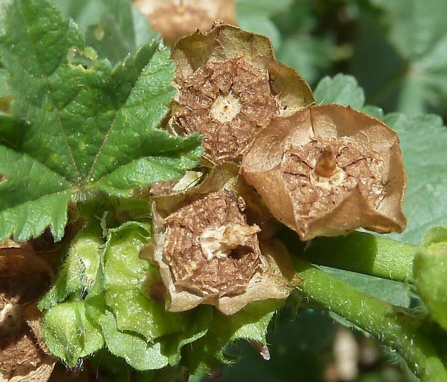 Image of Least Mallow