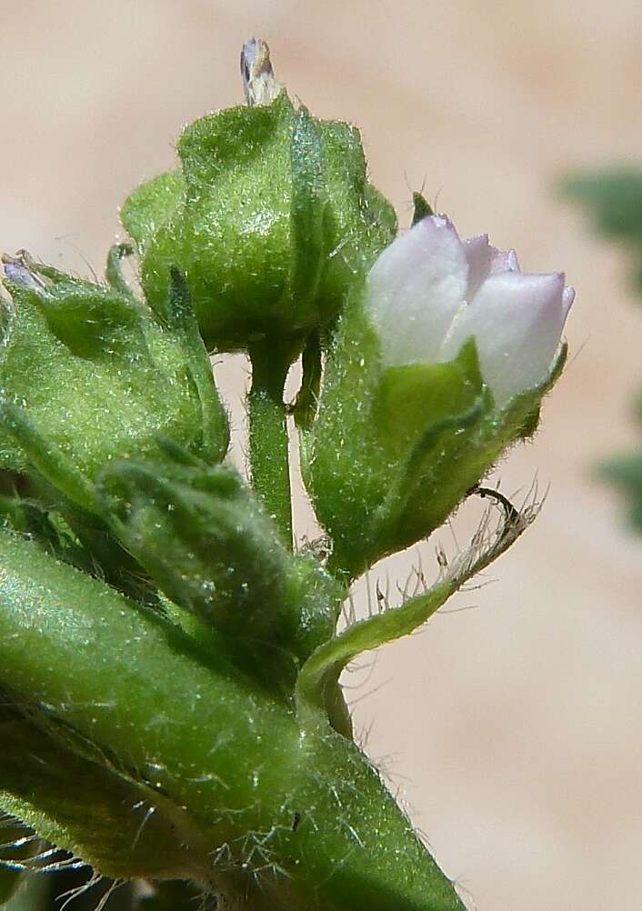 Image de mauve à petites fleurs