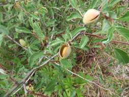 Imagem de Prunus pedunculata (Pall.) Maxim.