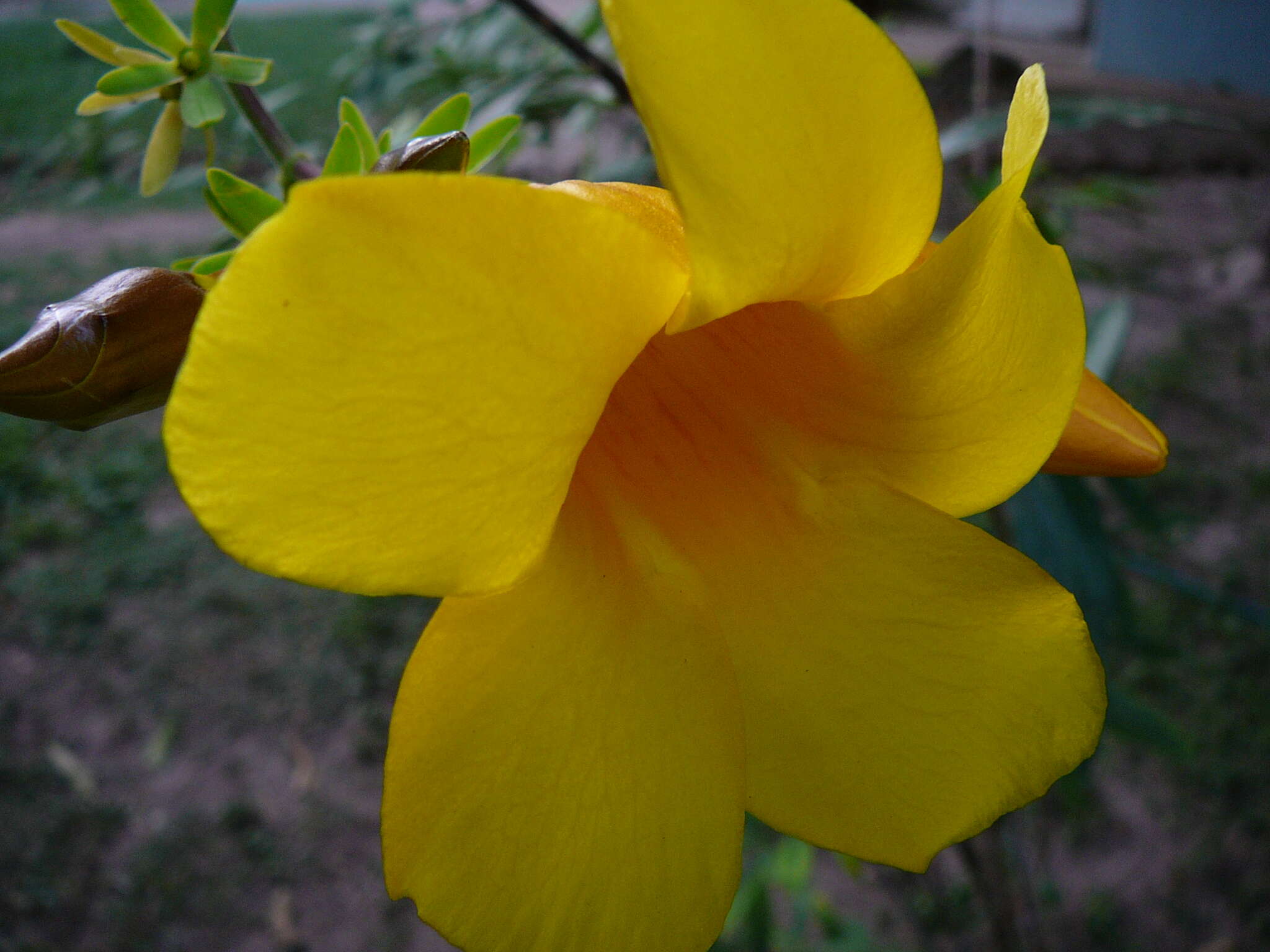 Image of golden trumpet