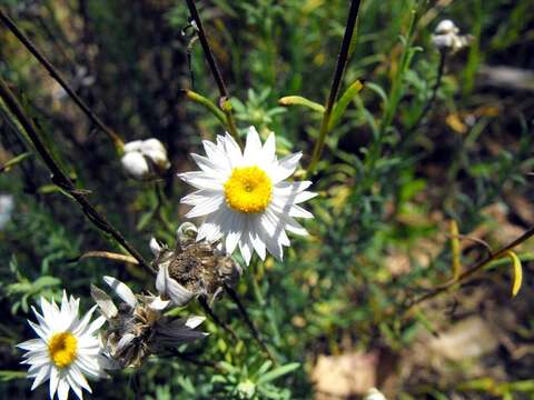 Image of Rhodanthe anthemoides (Spreng.) P. G. Wilson