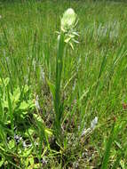 Image of Satyrium trinerve Lindl.