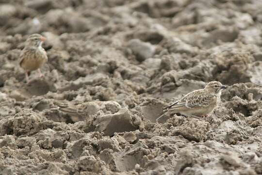 Image of Pink-billed Lark