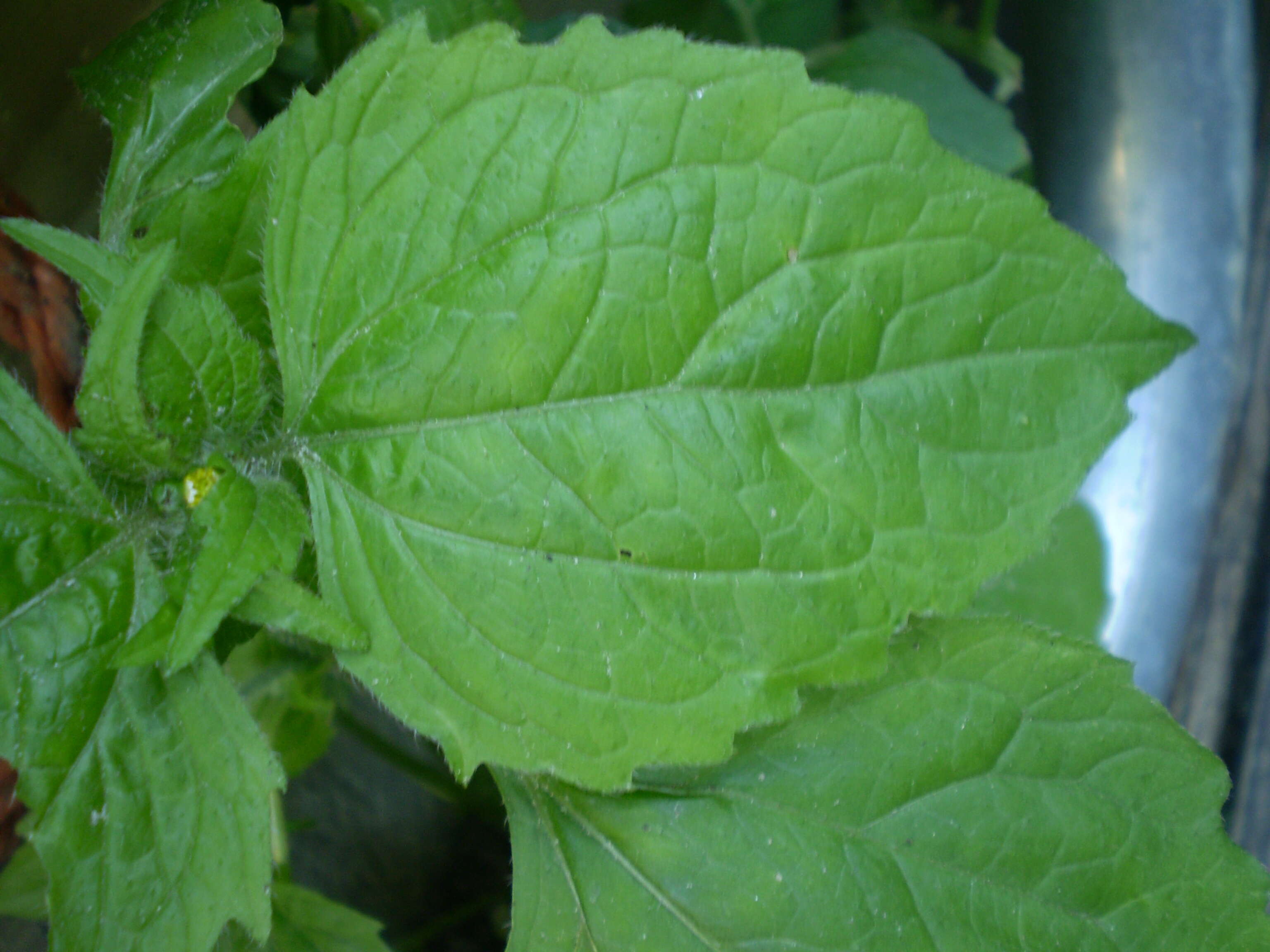 Image of Smooth peruvian daisy