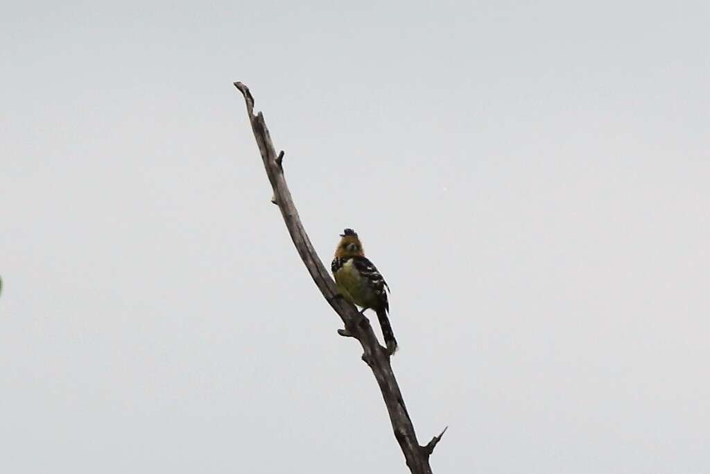 Image of Crested Barbet