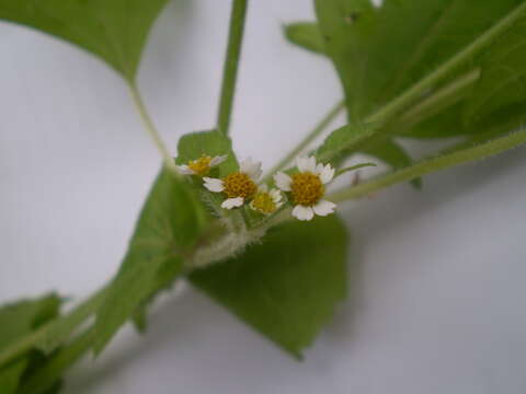 Image of Smooth peruvian daisy