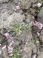 Image of Greenland northern rockcress