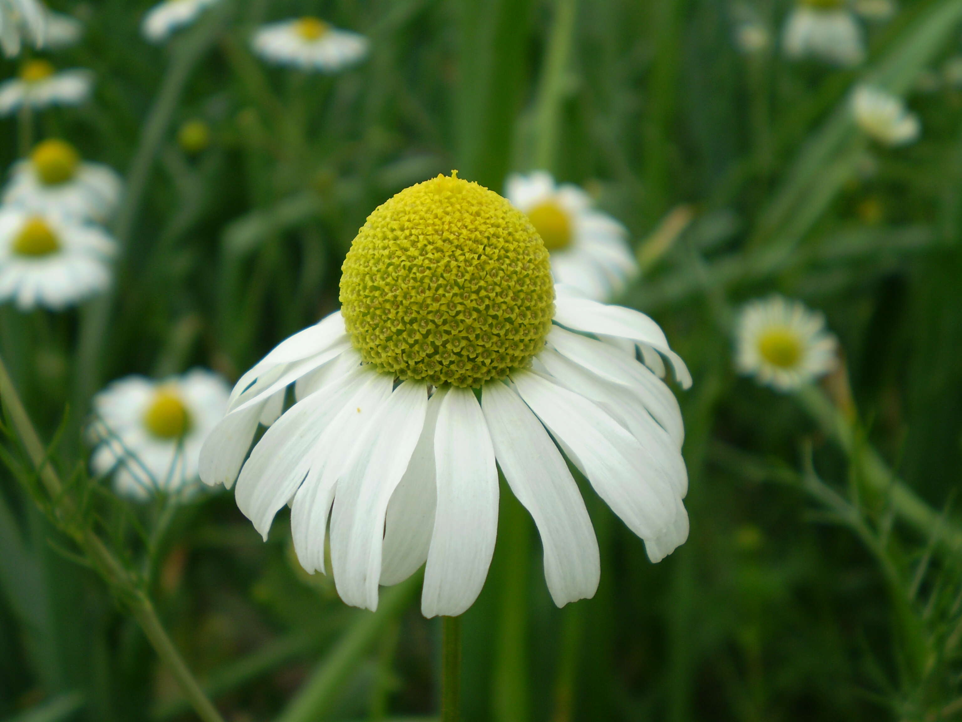 Image of False chamomile