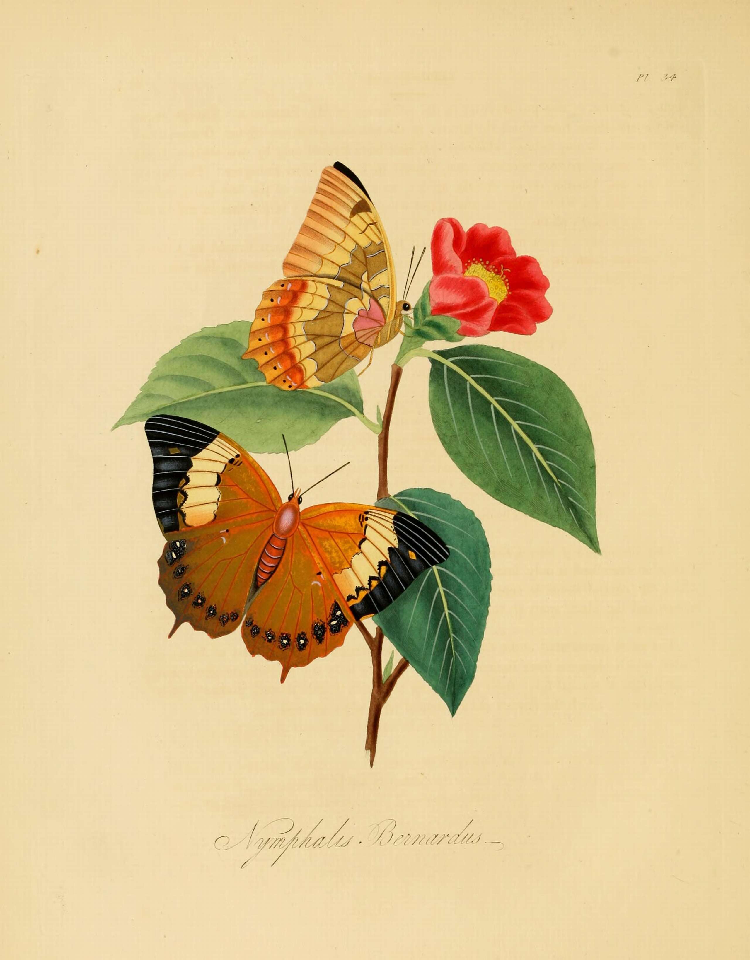 Image of camellia