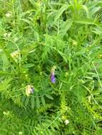 Imagem de Vicia villosa subsp. varia (Host) Corb.