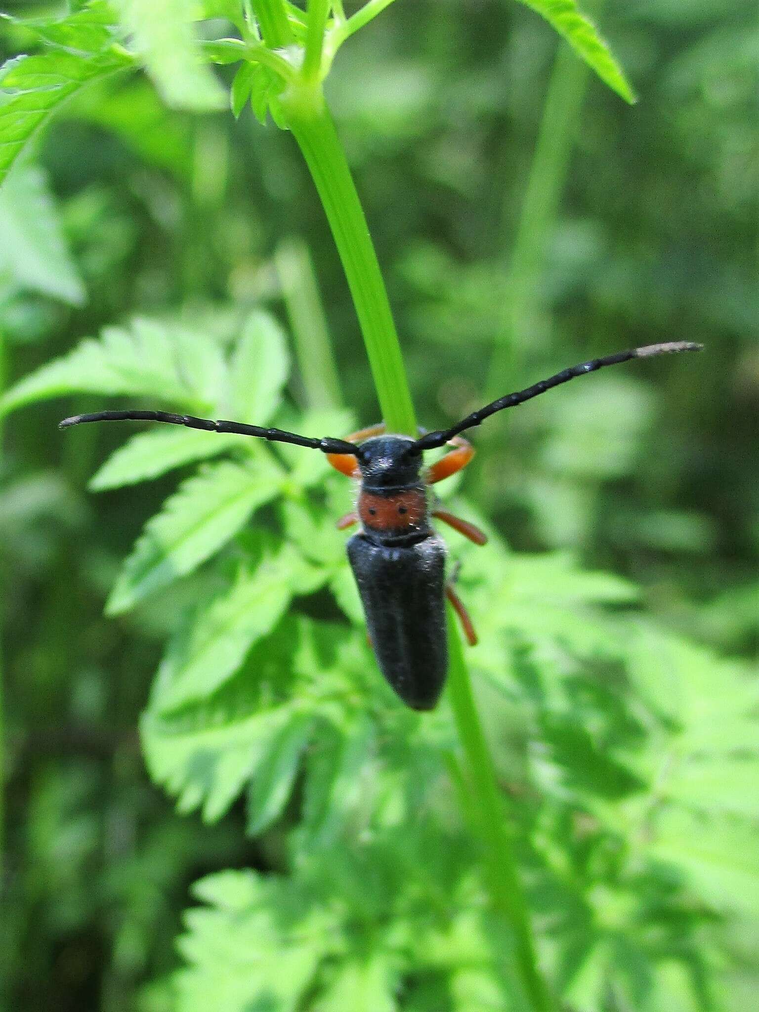 Слика од Phytoecia (Musaria) affinis (Harrer 1784)