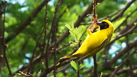 Image of African Masked Weaver