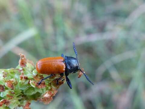 Imagem de <i>Labidostomis taxicornis</i>