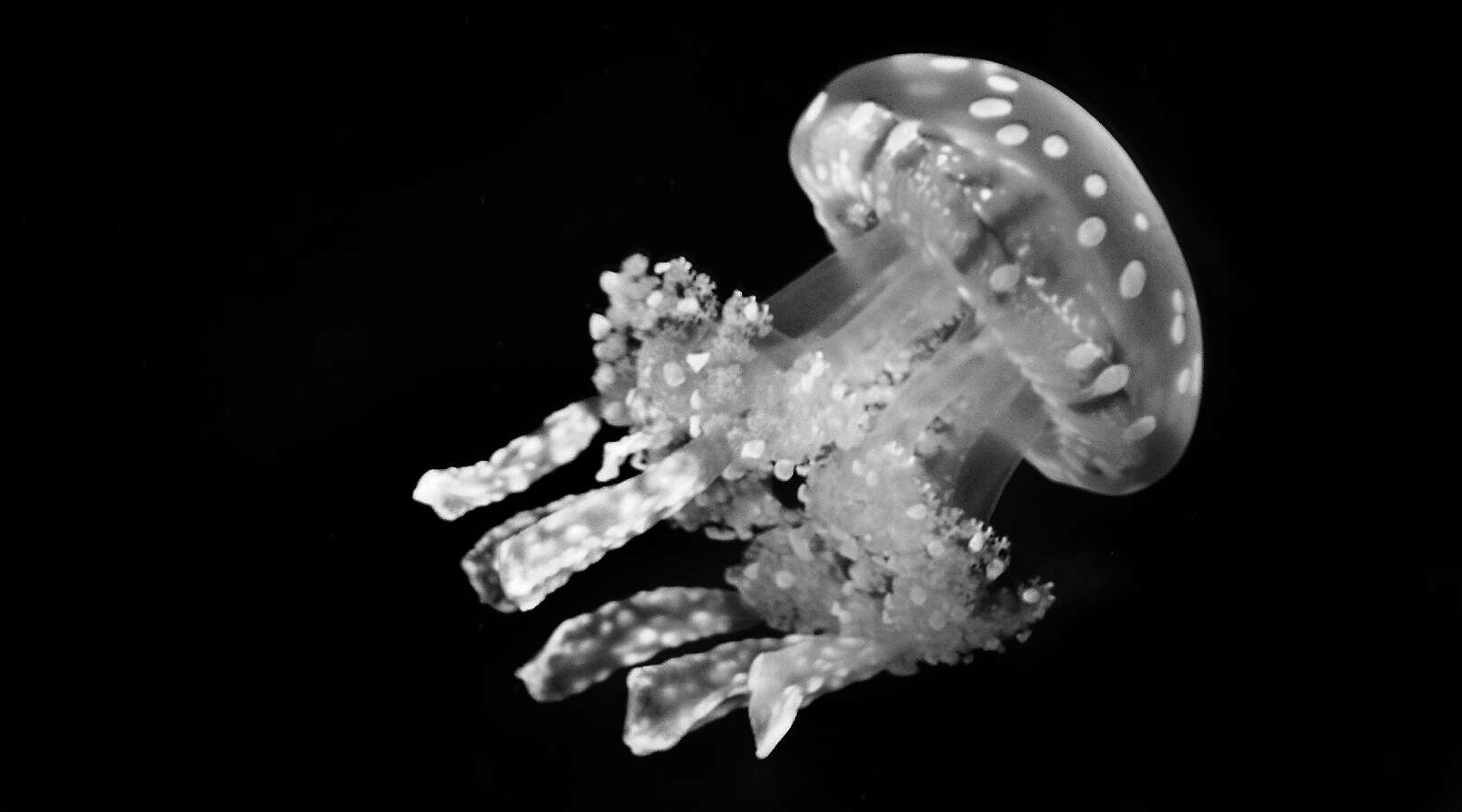 Image of jellyfish