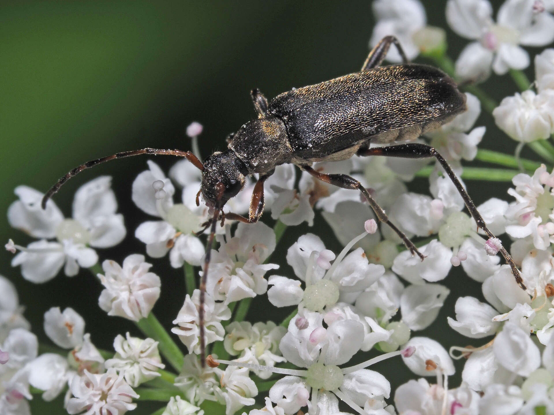 Imagem de Grammoptera ruficornis (Fabricius 1781)