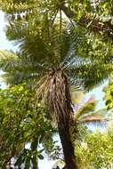 Image of Tree Fern Soft