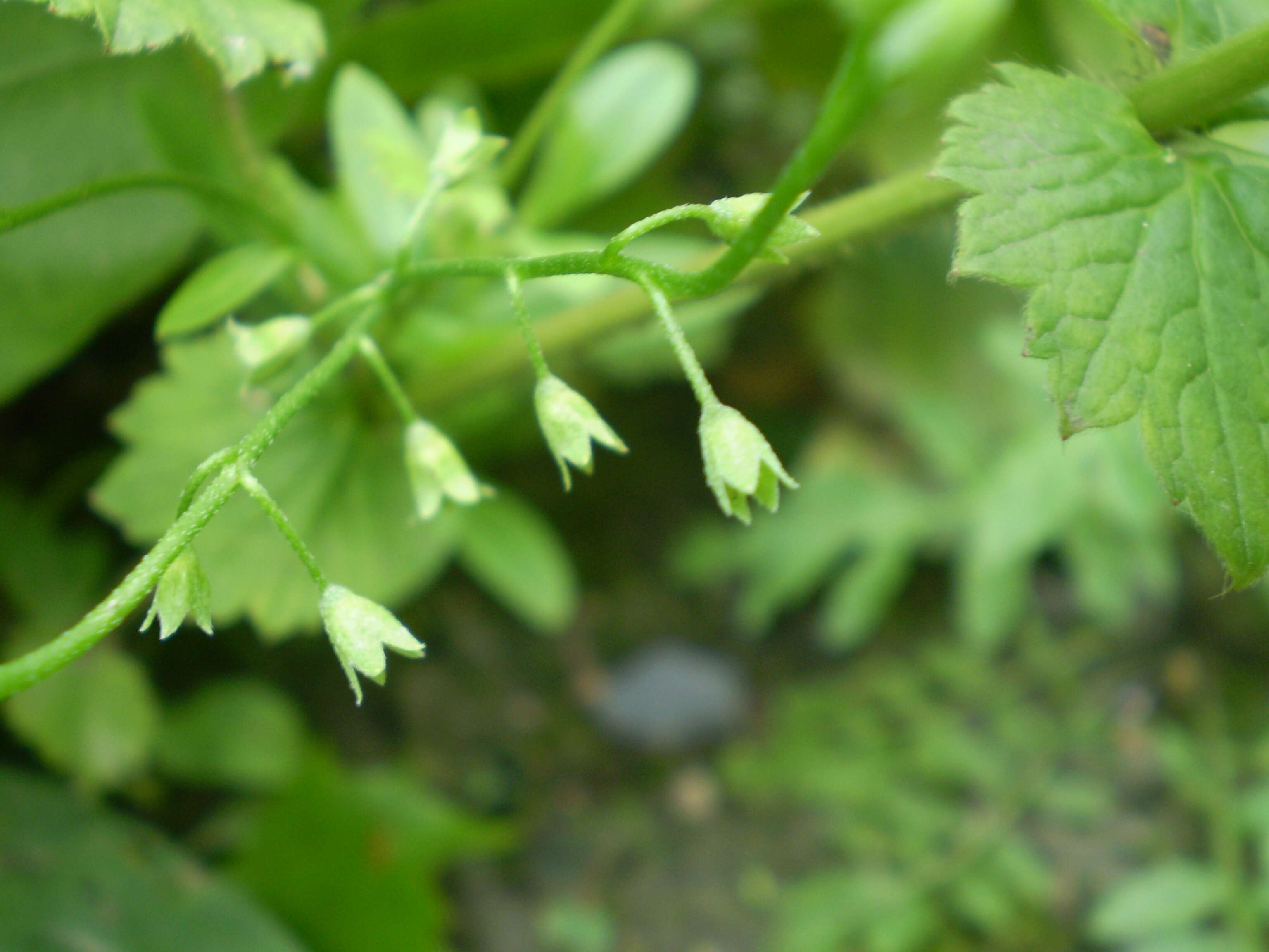 Image of birdeye speedwell