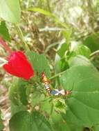 Image of Pale Red Bug