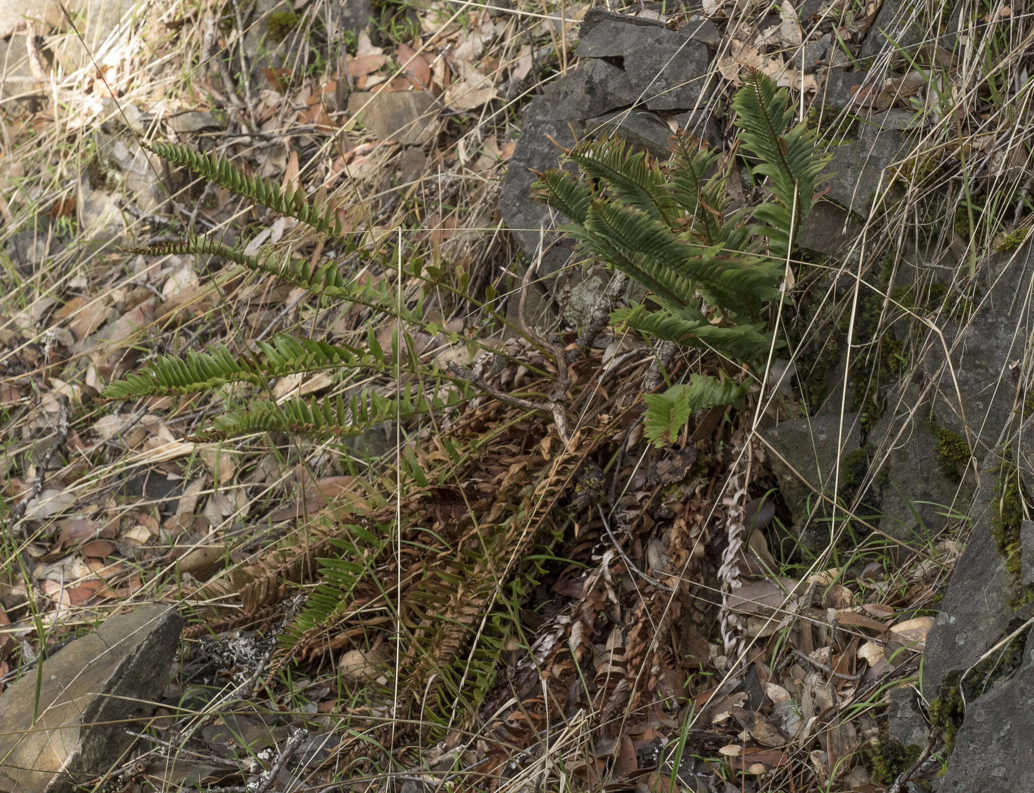 Image of narrowleaf swordfern