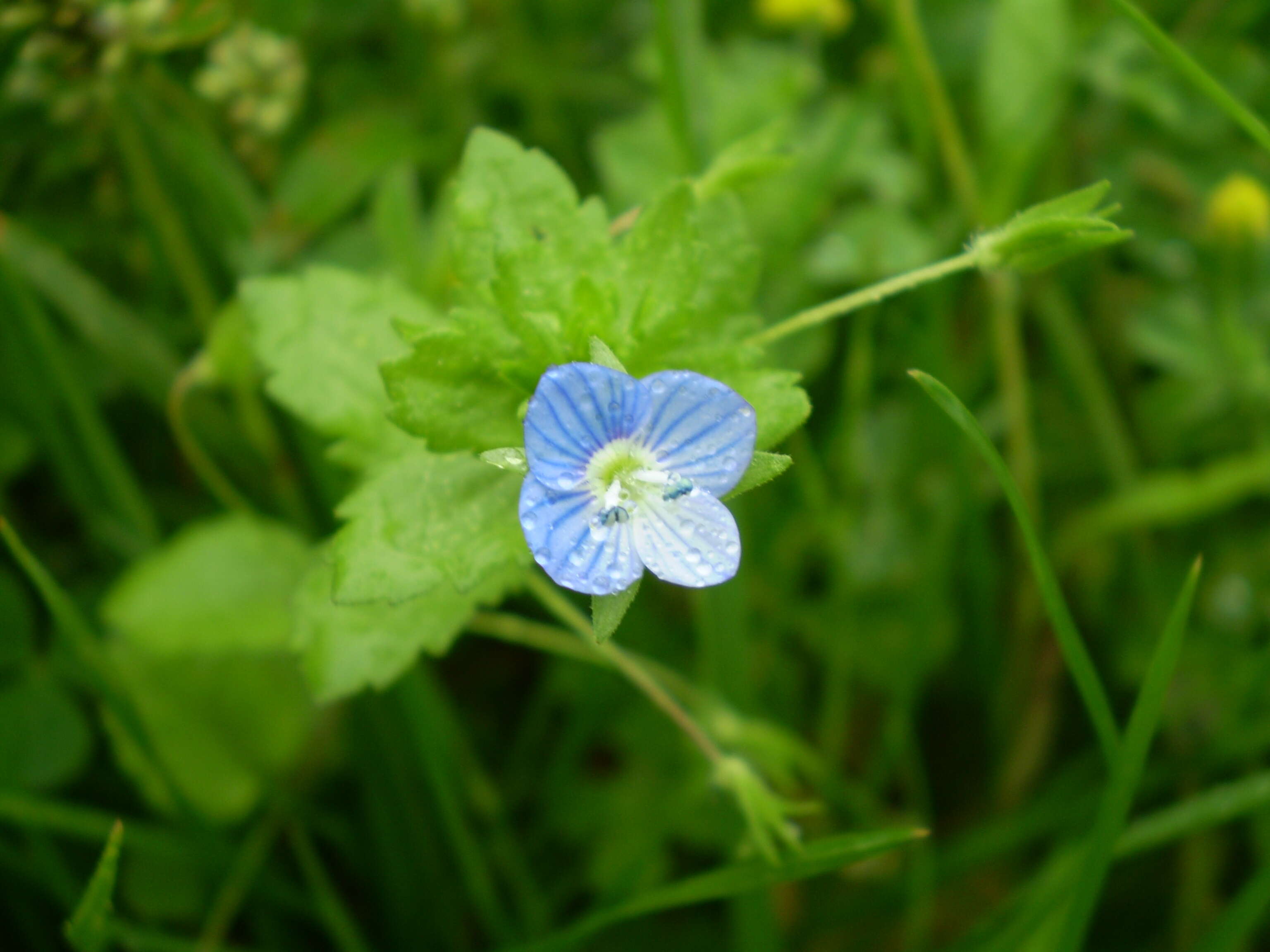 Image of birdeye speedwell