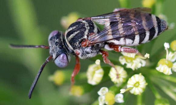 Image of Epeolus pusillus Cresson 1864