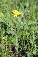 صورة Tragopogon reticulatus Boiss. & Huet