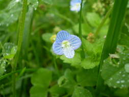 Image of birdeye speedwell